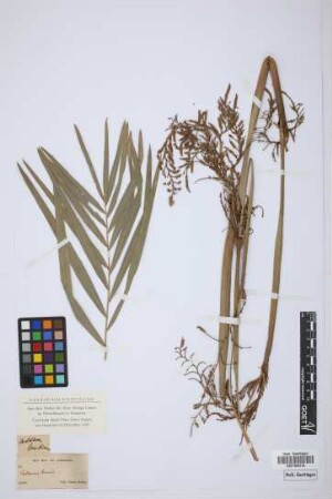 Calamus tenuis Roxb.