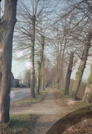 Allee: Lindenallee: Fahrradweg, hinten links Häuser