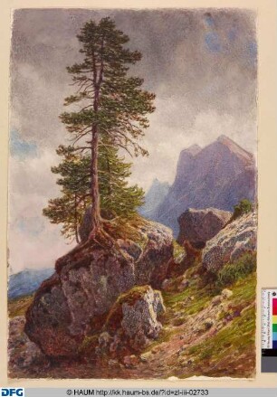 Ein Nadelbaum wächst auf einem Felsen
