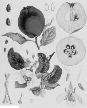 Quitte (Cydonia vulgaris), farbig : Geographie | Wirtschaftsgeographie | Obstpflanzen | Obst der nördlichen Zone (Äpfel, Birnen, Pflaumen, Kirschen, Erdbeeren und Beerensträucher, Weintrauben, Edelkastanien, Orangen, Citronen, Johannesbrotbaum, Feigenbaum, Opuntia ficus indica, Dattelpalme)