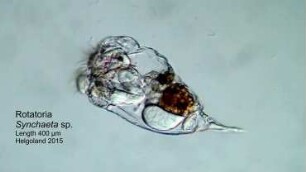 Synchaeta sp. Helgoland 2015