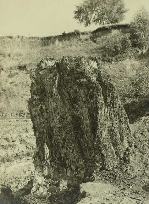 Hartau, Tongrube, Mammutbaum (Sequoioxylon gypsaceum), sog. Zittauer Sumpfzypresse