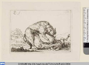 Wolf beim Reissen eines Wildes