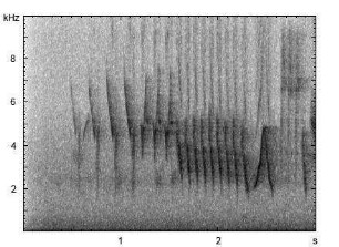 Buchfink | Fringilla coelebs - Gesang