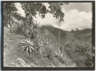 Trockenvegetation im Tal des Río Sacambaya