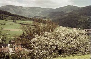 Elzach: Blütenbaum; Hintergrund Elztal und Rohrhardsberg