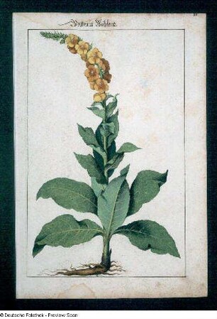 Wolkraut Weiblein, Seite 88