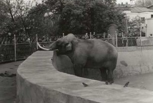 Moskau-Presnenski, Bolschaja-Grusinskaja-Straße. Moskauer Zoo (1864 eröffnet). Elefant in der Freianlage