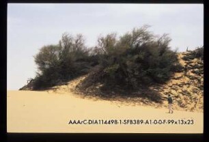 Arak Tree area