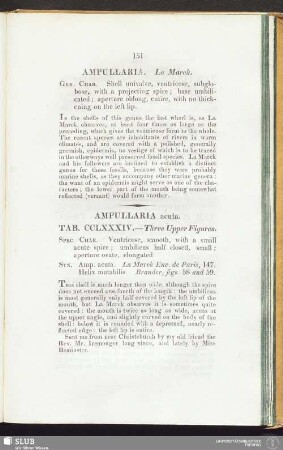 Ampullaria Acuta. Tab. CCLXXXIV. — Three Upper Figures