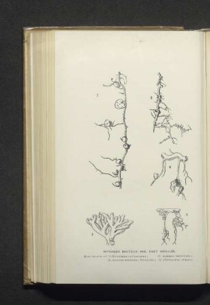 Nitrogen bacteria and root nodules.