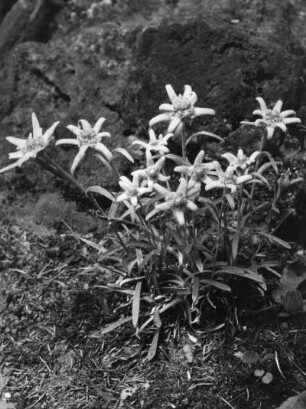 Alpen-Edelweiß (Leontopodium nivale subsp. alpinum Basionym Leontopodium alpinum), Pflanzenart aus der Familie der Korbblütler (Asteraceae)