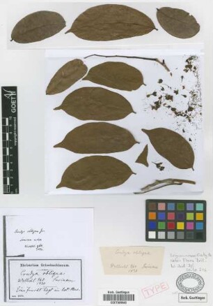 Crudia obliqua Griseb.