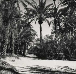 Elche. Spanien. Im Palmengarten
