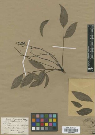 Berberis fraxinifolia Hook.