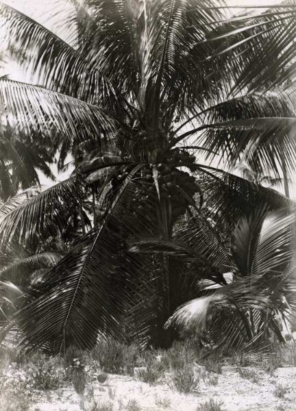 "Coconut palm, Nauru"