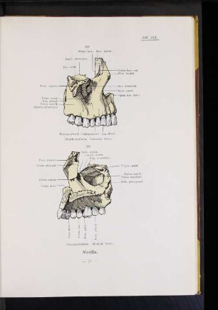 Maxilla.