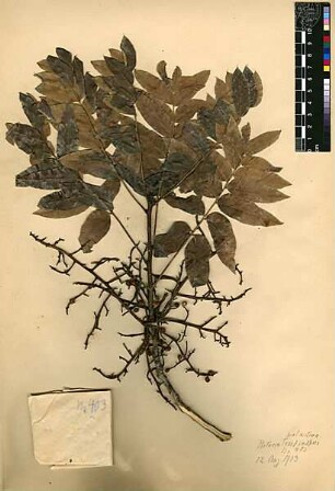 Anacardiaceae Pistacia palaestina Boissier, Edmond (1810 - 1885)