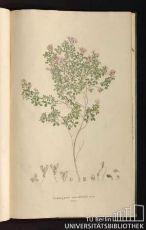 Tab. 98. Loddigesia oxalidifolia Sims.