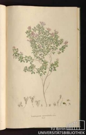 Tab. 98. Loddigesia oxalidifolia Sims.