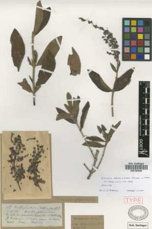 Diacidia galphimioides Griseb. [holotype]