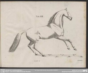 Tab. XIII.