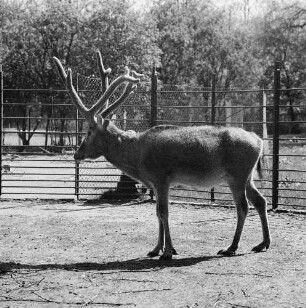 Zootiere. Rotwild im Bast