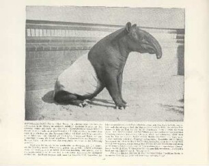 Schabracken-Tapir