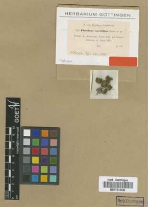 Fissidens ensifolius Broth. [isotype]