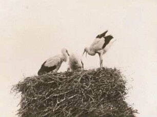 Bad Buchau. Weißstorch (Ciconia ciconia), Jungvögel, sich um Futterreste streitend