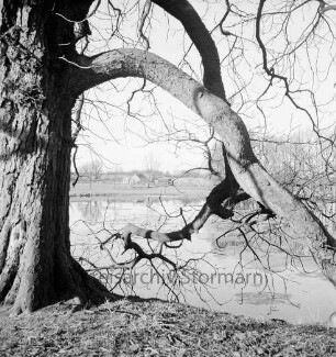 Tralau: Herrenhaus: Park: Teich: links alter Baum: im Hintergrund Gutsgebäude