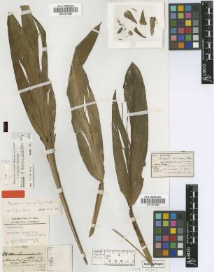 Maranta strobilifera Miq.
