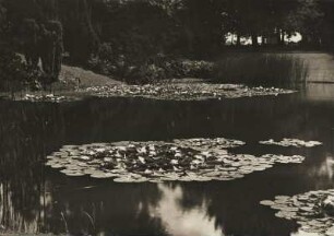 Hannover. Seerosen im Wasserbecken des von 1913/1914 geschaffenen Stadtparkes
