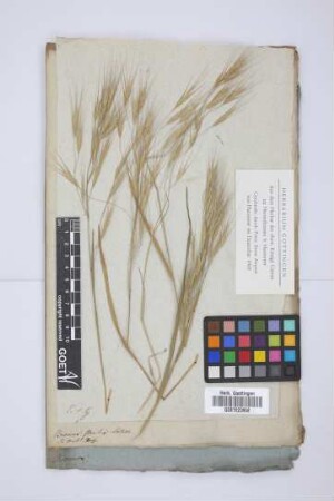 Bromus sterilis