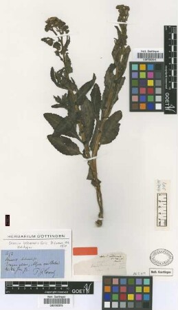 Senecio belenensis Griseb. [holotype]