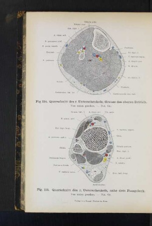 Fig. 114. Querschnitt des r. Unterschenkels; Grenze des oberen Drittels.