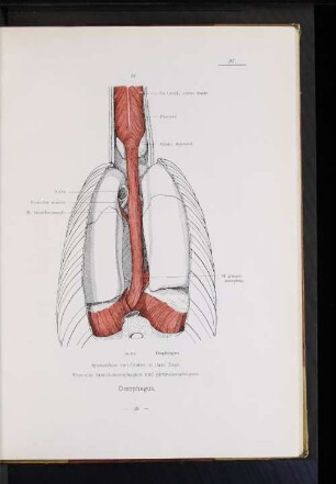 Oesophagus.