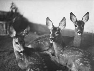 Rehe, drei Rehkitze : Rehe, drei Rehkitze auf dem Anwesen der Fotografin