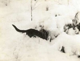 Europäischer Iltis oder Waldiltis (Mustela putorius) imSchnee in den Bau einfahrend
