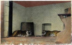 Leipzig, Zoologischer Garten, Bengal-Tiger