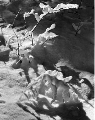 Winterbilder. Tief verschneite Pflanzen und Gräser bei Sonthofen