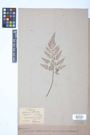 Asplenium adiantum-nigrum subsp. cuneifolium (Viv.) Asch.