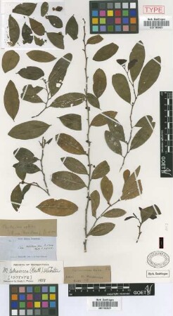Phyllanthus nobilis Müll.Arg.
