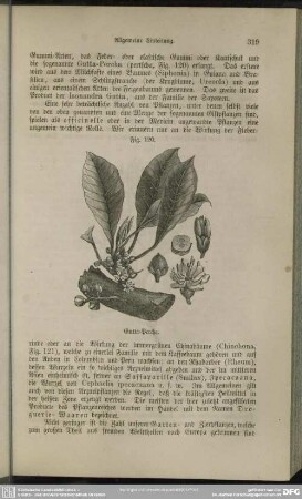 Fig. 120. Gutta-Percha
