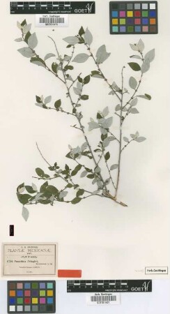 Pouzolzia pringlei Greenm. [isotype]