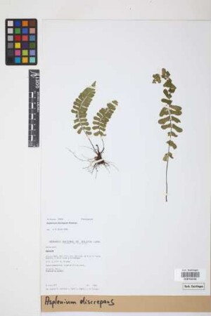 Asplenium discrepans Rosenst.