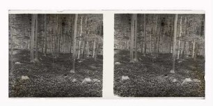 Pingenfeld im Kellerwald, südliches Waldeck