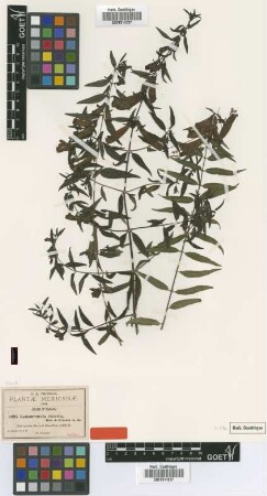 Lamourouxia exserta B.L.Rob. & Greenm. [syntype]