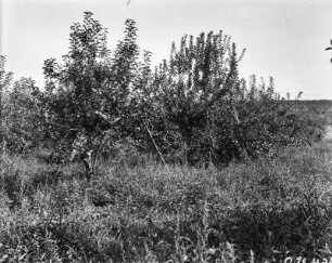 Obstgarten (Transkontinentalexkursion der American Geographical Society durch die USA 1912)