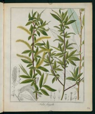 56r, Salix fragilis